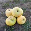 Pomme Belchard - par unité