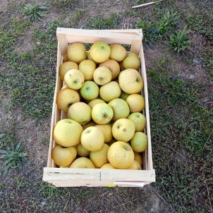 Pomme Belchard - caisse 10 kg