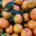 Clémentine Portugal - 500 g