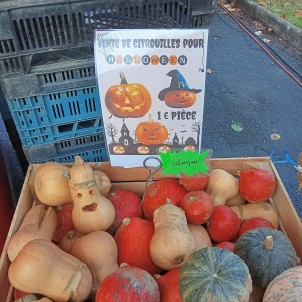 Citrouille pour décoration...