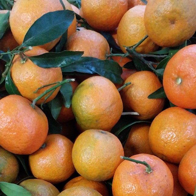 Clémentine Portugal - Lot de 2 kg