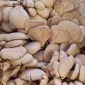 Champignons Pleurote - 100g