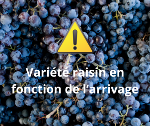 Raisin (variété selon arrivage) - 500g