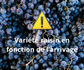 Raisin (variété selon arrivage) - 500g