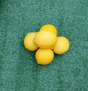Citron jaune - Lot de 5