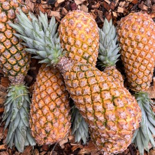 Ananas Pain de sucre - au kg