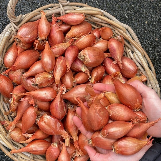 Echalote rose - 300 g