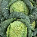 Chou Frisé - Par unité