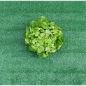 Salade Feuille de chêne verte - Par unité