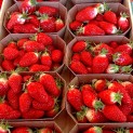 Fraise - la barquette 250 g