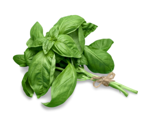*Basilic - Par unité