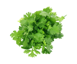 *Coriandre - Par unité