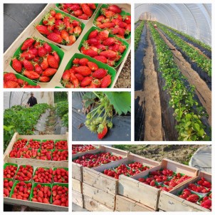 Fraise  maison - la barquette 250 g