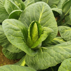 Chou nouveau pointu - Par...