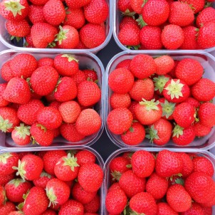 Fraise - la barquette 500 g