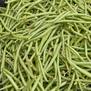 Haricots verts cueillis...