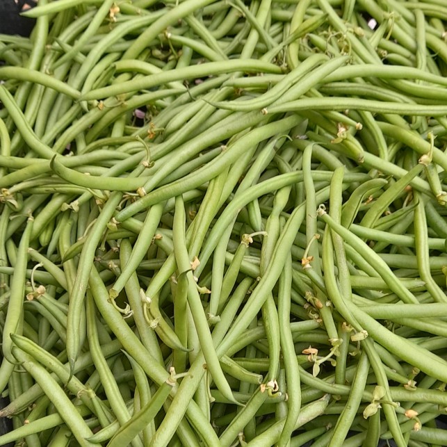 Haricots verts cueillis main - 250g