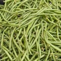 Haricots verts cueillis main - 250g
