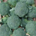 Chou brocoli - Par unité