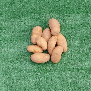 Pomme de terre "Charlotte"...